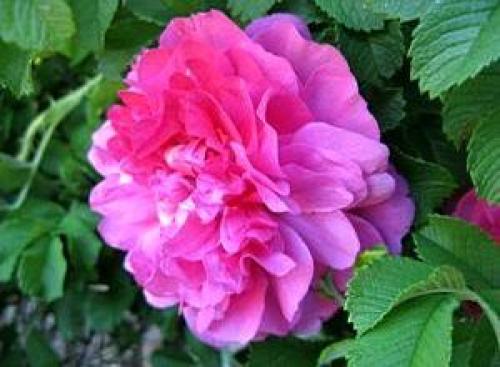 Можно ли не укрывать розы на зиму. Когда и как укрывать розы на зиму – только проверенные способы