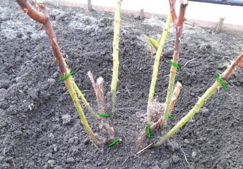 Плетущиеся розы обрезка на зиму. Для чего нужна обрезка роз, как правильно обрезать плетистую розу на зиму