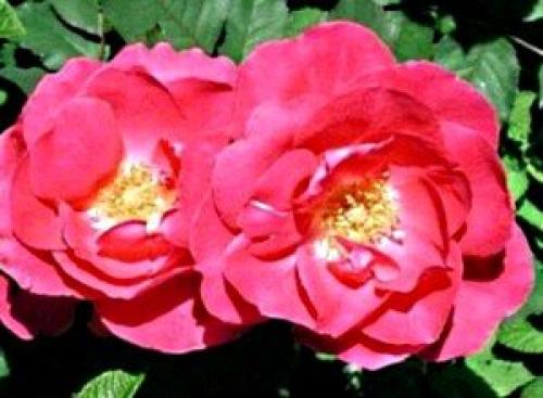 Можно ли не укрывать розы на зиму. Когда и как укрывать розы на зиму – только проверенные способы