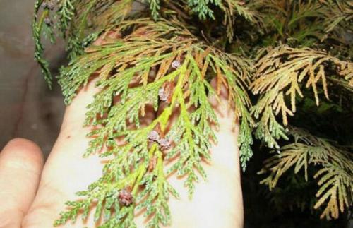 Обработка туи от вредителей. Болезни туи и их лечение, фото вредителей, паутинный клещ и туевый лубоед, меры борьбы с ними