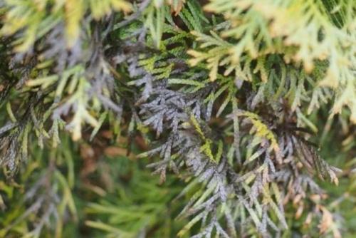 Обработка туи от вредителей. Болезни туи и их лечение, фото вредителей, паутинный клещ и туевый лубоед, меры борьбы с ними