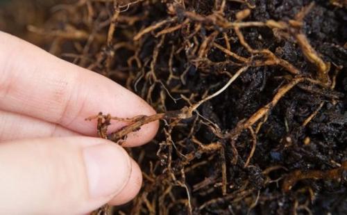 Обработка туи от вредителей. Болезни туи и их лечение, фото вредителей, паутинный клещ и туевый лубоед, меры борьбы с ними