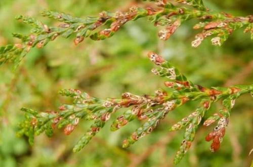 Обработка туи от вредителей. Болезни туи и их лечение, фото вредителей, паутинный клещ и туевый лубоед, меры борьбы с ними