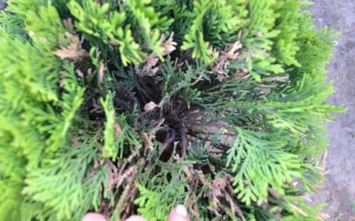 Обработка туи от вредителей. Болезни туи и их лечение, фото вредителей, паутинный клещ и туевый лубоед, меры борьбы с ними