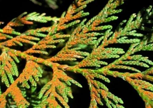 Обработка туи от вредителей. Болезни туи и их лечение, фото вредителей, паутинный клещ и туевый лубоед, меры борьбы с ними