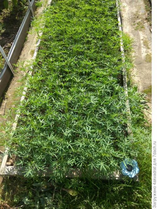 Какие культуры лучше всего сажать после основного урожая для улучшения почвы. Перефразируя известную фразу: «Лучшие друзья дачника – сидераты»