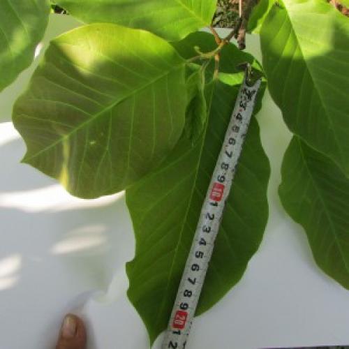 Магнолии посадка и уход в Подмосковье. Магнолия посадка и уход в открытом грунте в Подмосковье