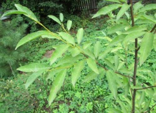 Магнолии посадка и уход в Подмосковье. Магнолия посадка и уход в открытом грунте в Подмосковье