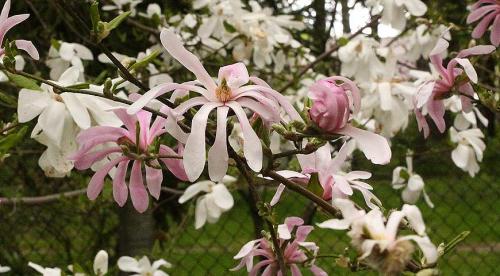 Магнолия звездчатая в Подмосковье. Секреты выращивания магнолий в средней полосе и Подмосковье 01 Магнолия звездчатая в Подмосковье. Секреты выращивания магнолий в средней полосе и Подмосковье 01