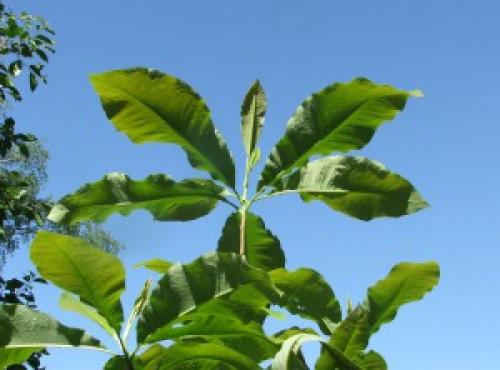 Магнолии посадка и уход в Подмосковье. Магнолия посадка и уход в открытом грунте в Подмосковье