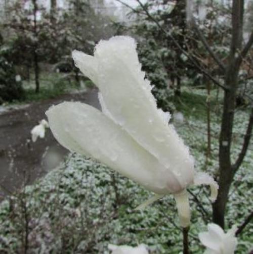 Магнолии посадка и уход в Подмосковье. Магнолия посадка и уход в открытом грунте в Подмосковье