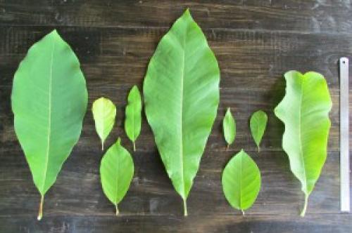 Магнолии посадка и уход в Подмосковье. Магнолия посадка и уход в открытом грунте в Подмосковье