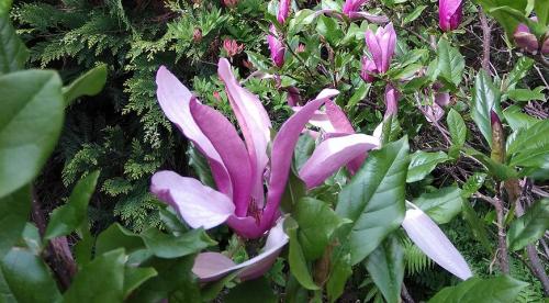 Магнолия звездчатая в Подмосковье. Секреты выращивания магнолий в средней полосе и Подмосковье 04 Магнолия звездчатая в Подмосковье. Секреты выращивания магнолий в средней полосе и Подмосковье 04