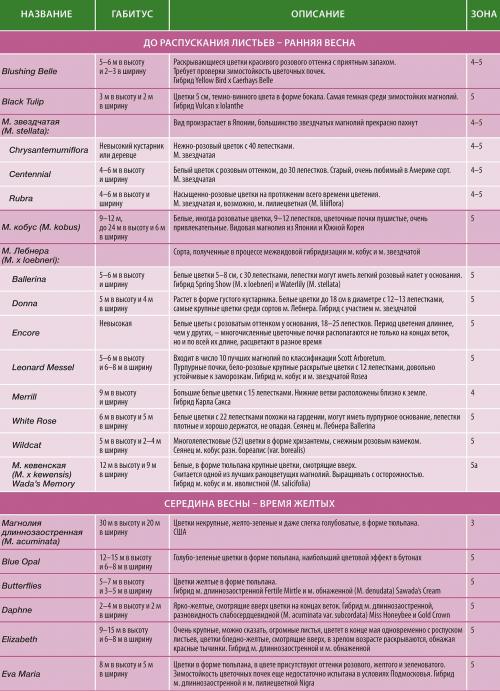Магнолия звездчатая в Подмосковье. Секреты выращивания магнолий в средней полосе и Подмосковье 02 Магнолия звездчатая в Подмосковье. Секреты выращивания магнолий в средней полосе и Подмосковье 02