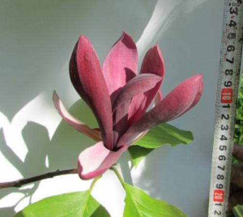 Магнолии посадка и уход в Подмосковье. Магнолия посадка и уход в открытом грунте в Подмосковье