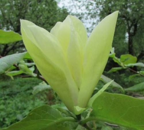 Магнолии посадка и уход в Подмосковье. Магнолия посадка и уход в открытом грунте в Подмосковье