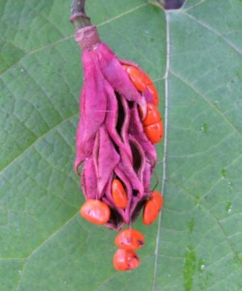 Магнолии посадка и уход в Подмосковье. Магнолия посадка и уход в открытом грунте в Подмосковье