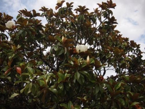 Магнолия звездчатая в Подмосковье. Секреты выращивания магнолий в средней полосе и Подмосковье 20 Магнолия звездчатая в Подмосковье. Секреты выращивания магнолий в средней полосе и Подмосковье 20