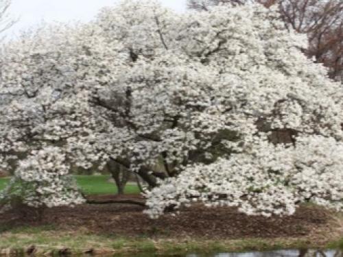 Магнолия звездчатая в Подмосковье. Секреты выращивания магнолий в средней полосе и Подмосковье 23 Магнолия звездчатая в Подмосковье. Секреты выращивания магнолий в средней полосе и Подмосковье 23