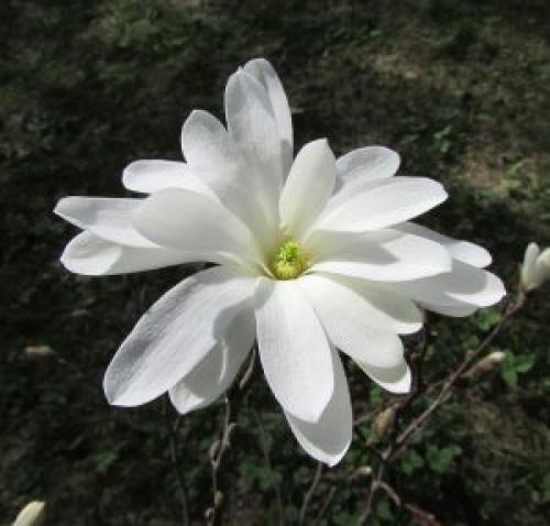 Магнолии посадка и уход в Подмосковье. Магнолия посадка и уход в открытом грунте в Подмосковье