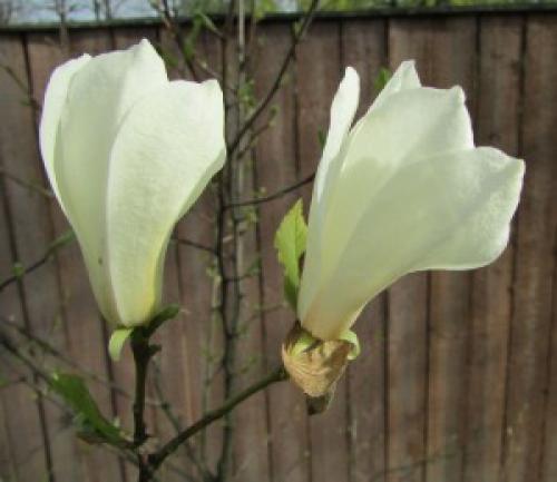 Магнолии посадка и уход в Подмосковье. Магнолия посадка и уход в открытом грунте в Подмосковье