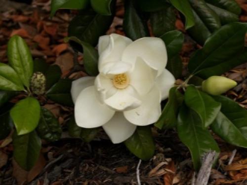 Магнолия звездчатая в Подмосковье. Секреты выращивания магнолий в средней полосе и Подмосковье 21 Магнолия звездчатая в Подмосковье. Секреты выращивания магнолий в средней полосе и Подмосковье 21