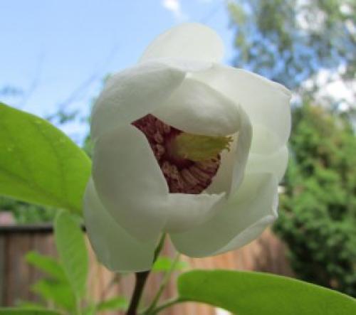 Магнолии посадка и уход в Подмосковье. Магнолия посадка и уход в открытом грунте в Подмосковье