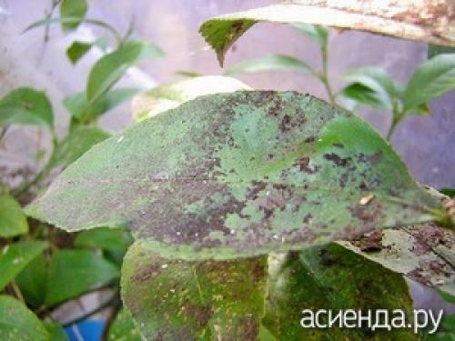 Как бороться с грибами. Сажистый гриб и борьба с ним