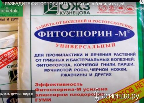 Фитоспорин от грибов на газоне. Размножение фитоспорина