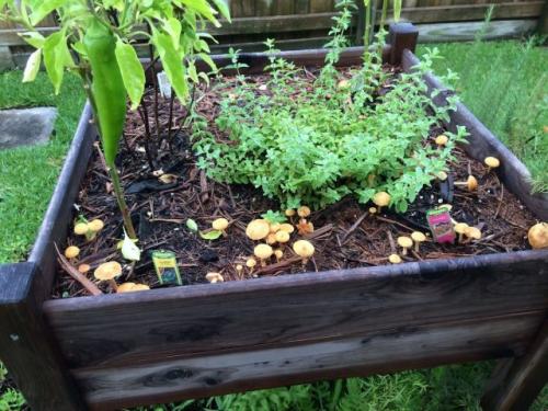 Как бороться с поганками. Какие грибы растут на грядках?