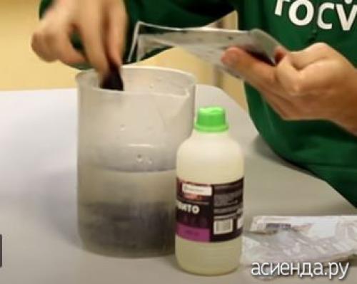 Фитоспорин от грибов на газоне. Размножение фитоспорина