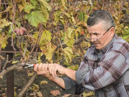 Виноградная школка и уход за ней. Сад и огород - поделись с друзьями! 16