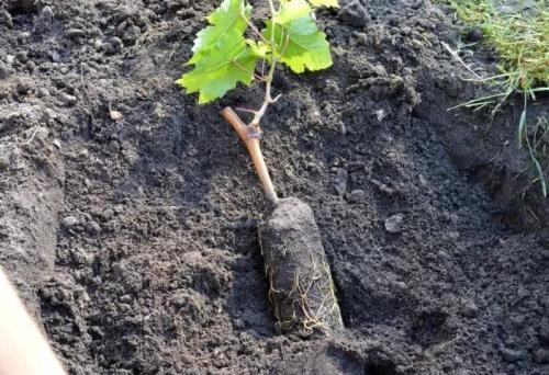 Виноградная школка и уход за ней. Сад и огород - поделись с друзьями! 04