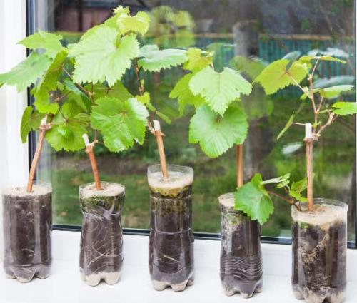 Виноградная школка и уход за ней. Сад и огород - поделись с друзьями! 10