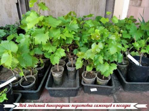 Виноградная школка и уход за ней. Сад и огород - поделись с друзьями! 03