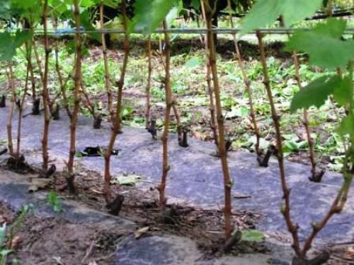 Виноградная школка и уход за ней. Сад и огород - поделись с друзьями! 01