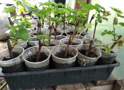 Виноградная школка и уход за ней. Сад и огород - поделись с друзьями! 08