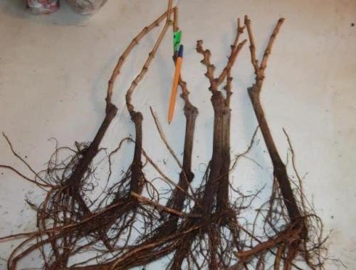 Виноградная школка и уход за ней. Сад и огород - поделись с друзьями! 09