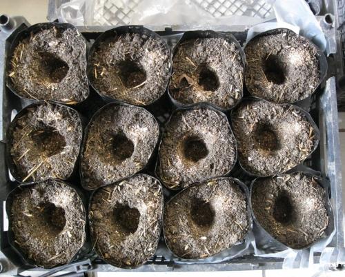 Виноградная школка и уход за ней. Сад и огород - поделись с друзьями! 13