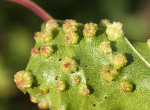 Виноградная школка и уход за ней. Сад и огород - поделись с друзьями! 07