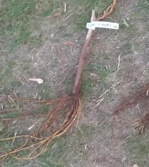 Виноградная школка и уход за ней. Сад и огород - поделись с друзьями! 06