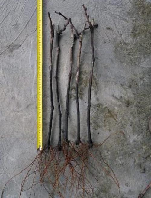 Виноградная школка и уход за ней. Сад и огород - поделись с друзьями! 05