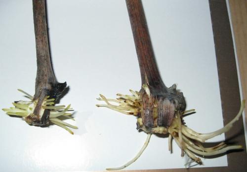 Виноградная школка и уход за ней. Сад и огород - поделись с друзьями! 11