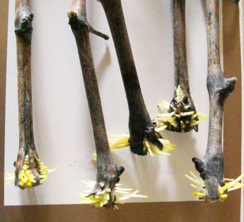 Виноградная школка и уход за ней. Сад и огород - поделись с друзьями! 12