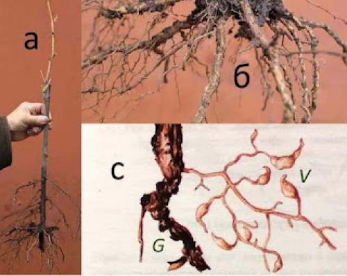 Привитые саженцы винограда. Саженец винограда корнесобственный или привитый