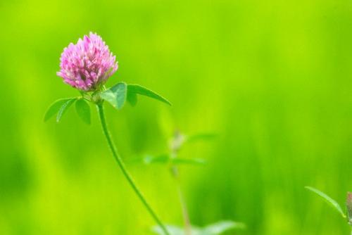 Клевер когда собирать. Когда собирать клевер 02