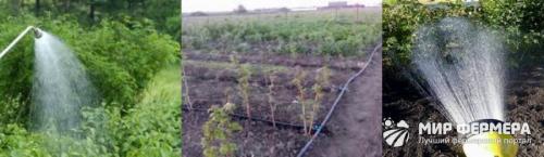 Полив малины осенью после посадки. Особенности полива 02