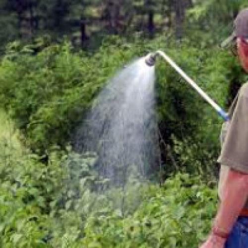 Как часто поливать малину и смородину. Сколько нужно поливать малину