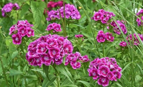 Гвоздика турецкая однолетник или многолетник. Турецкая гвоздика: бархат лепестков и аромат из детства