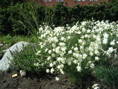 Гвоздика перистая обрезка. Перистая махровая гвоздика